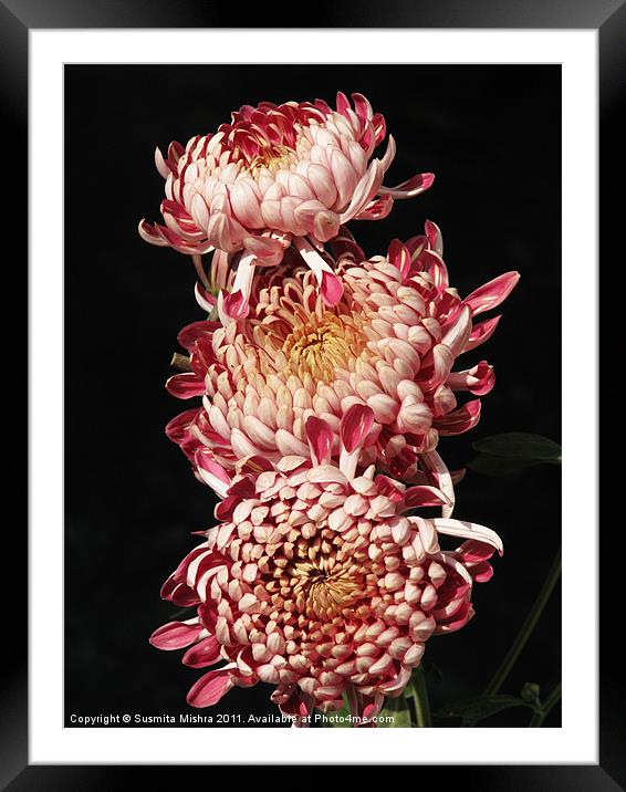 chrysanthemum Framed Mounted Print by Susmita Mishra