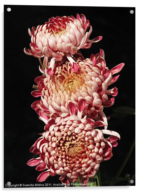 chrysanthemum Acrylic by Susmita Mishra