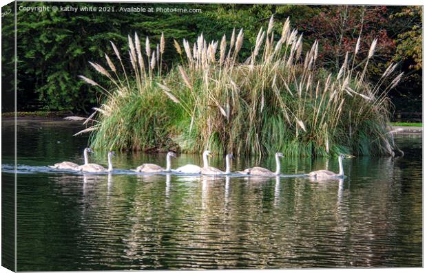 Seven Swans are swimming Canvas Print by kathy white
