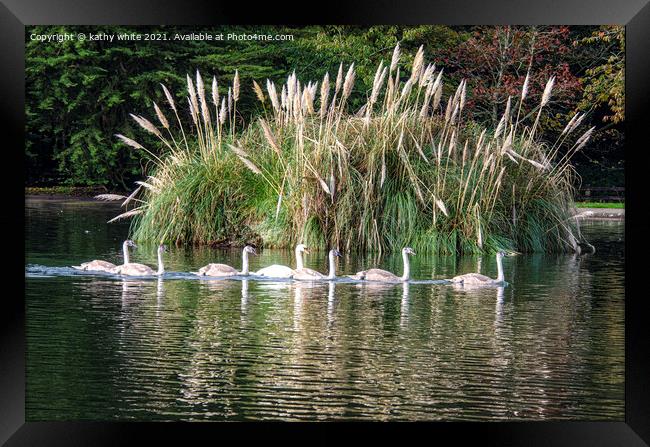 Seven Swans are swimming Framed Print by kathy white
