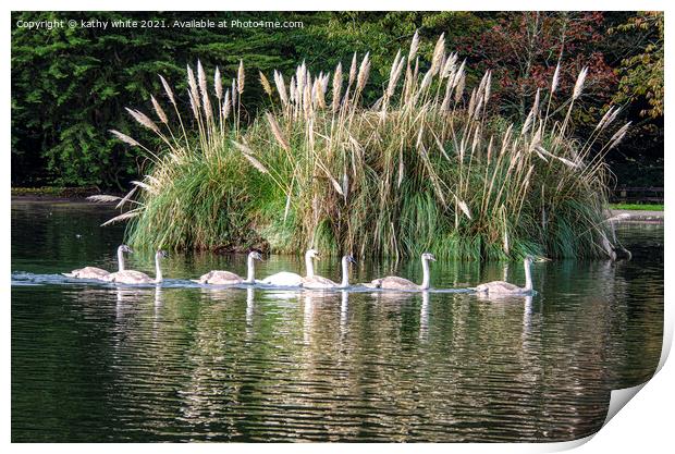 Seven Swans are swimming Print by kathy white
