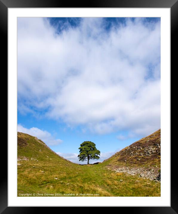 Sycamore Gap in Northumberland, UK Framed Mounted Print by Chris Dorney