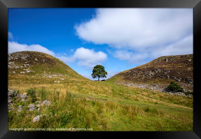 Sycamore Gap in Northumberland, UK Framed Print by Chris Dorney