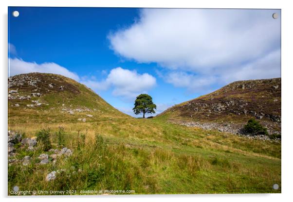 Sycamore Gap in Northumberland, UK Acrylic by Chris Dorney