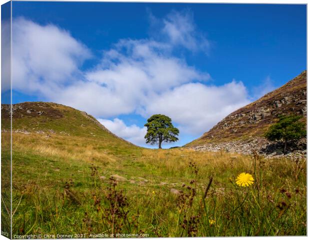 Sycamore Gap in Northumberland, UK Canvas Print by Chris Dorney
