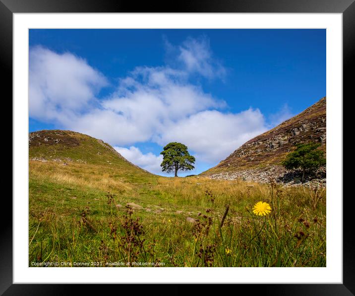 Sycamore Gap in Northumberland, UK Framed Mounted Print by Chris Dorney