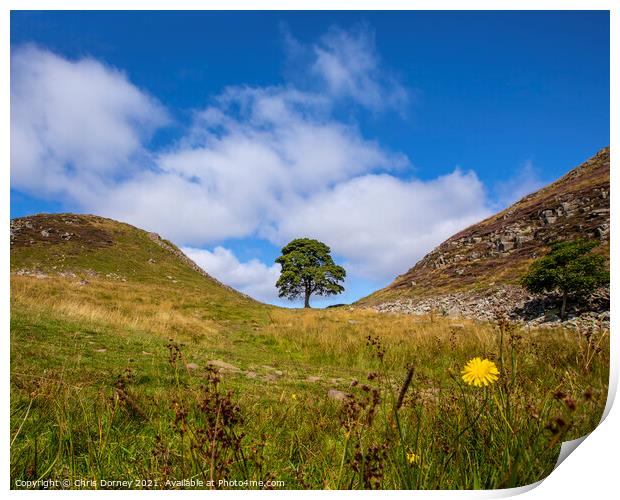 Sycamore Gap in Northumberland, UK Print by Chris Dorney
