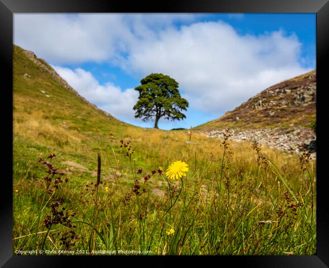 Sycamore Gap in Northumberland, UK Framed Print by Chris Dorney