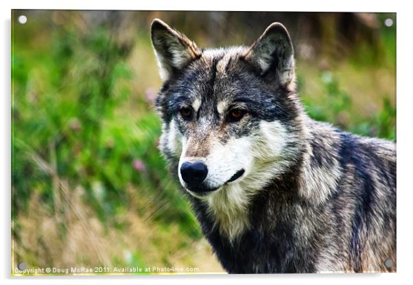 European wolf Acrylic by Doug McRae