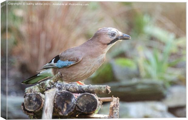 A beautiful Jay bird  Canvas Print by kathy white