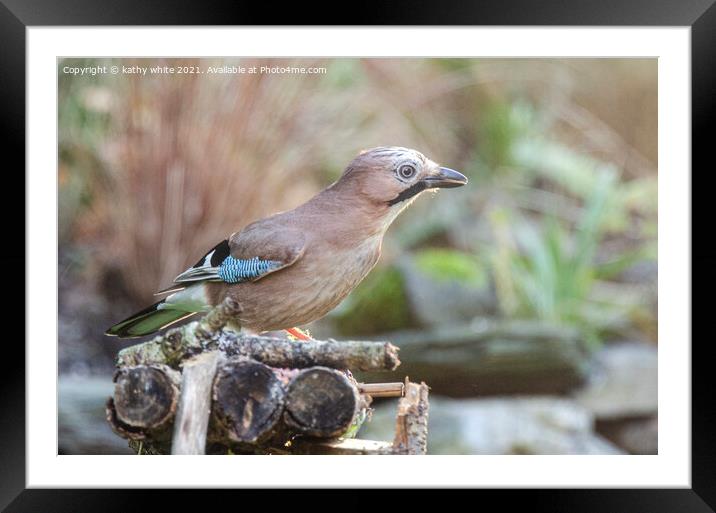 A beautiful Jay bird  Framed Mounted Print by kathy white