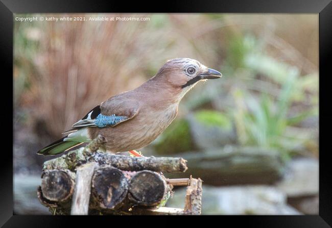 A beautiful Jay bird  Framed Print by kathy white