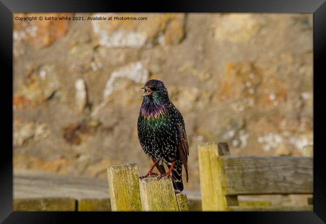 starling bird sitting on top of a wooden fence Framed Print by kathy white