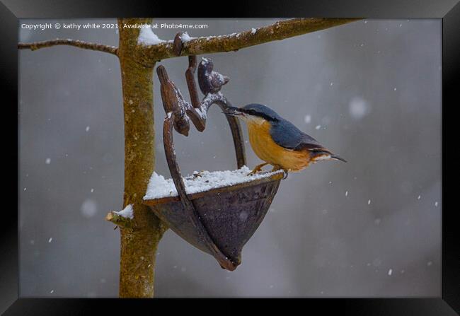 Nuthatch, in the snow, Framed Print by kathy white