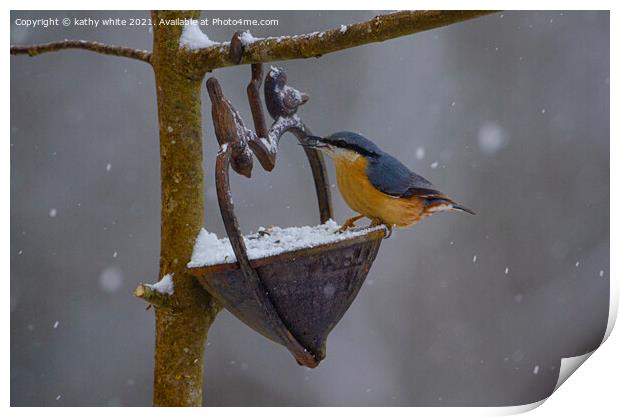 Nuthatch, in the snow, Print by kathy white