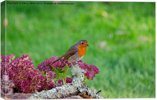 Red robin perched on a flower Canvas Print by kathy white