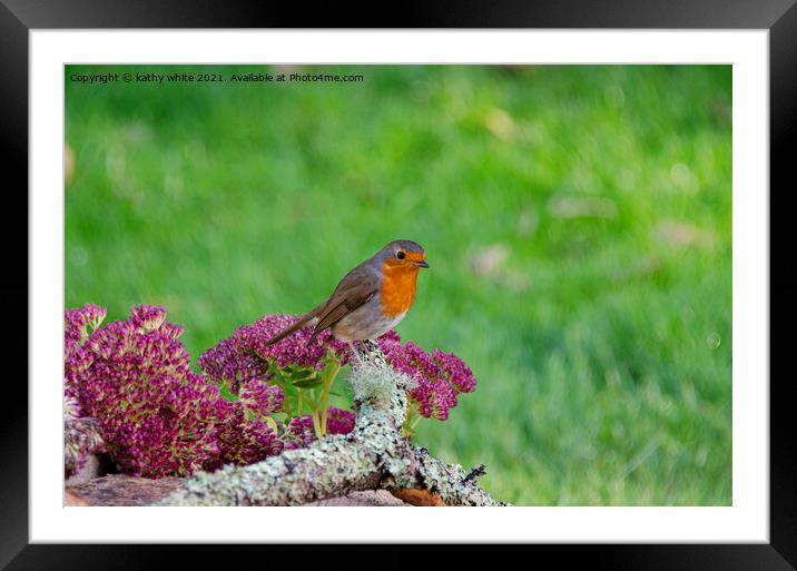 Red robin perched on a flower Framed Mounted Print by kathy white