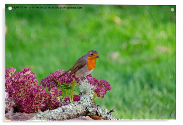 Red robin perched on a flower Acrylic by kathy white