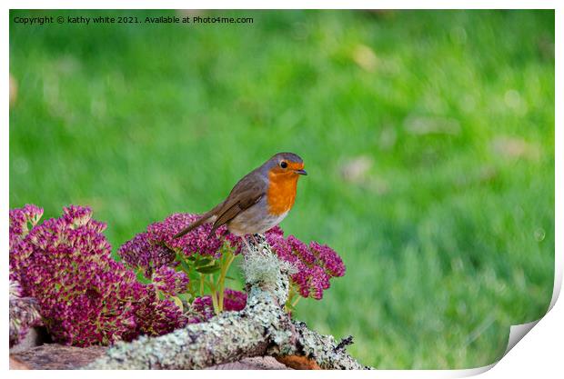 Red robin perched on a flower Print by kathy white