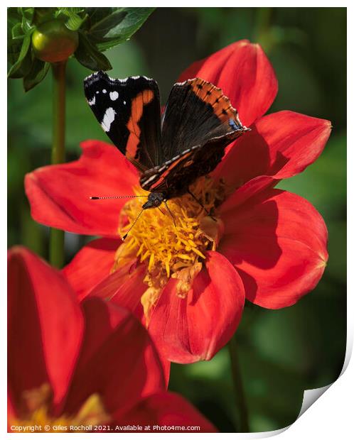Butterfly and Dahlia Red Flower Print by Giles Rocholl