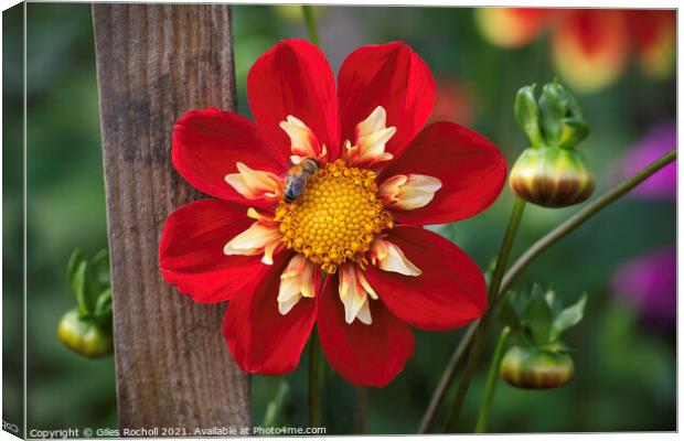 Bee and Dahlia Red Flower Canvas Print by Giles Rocholl