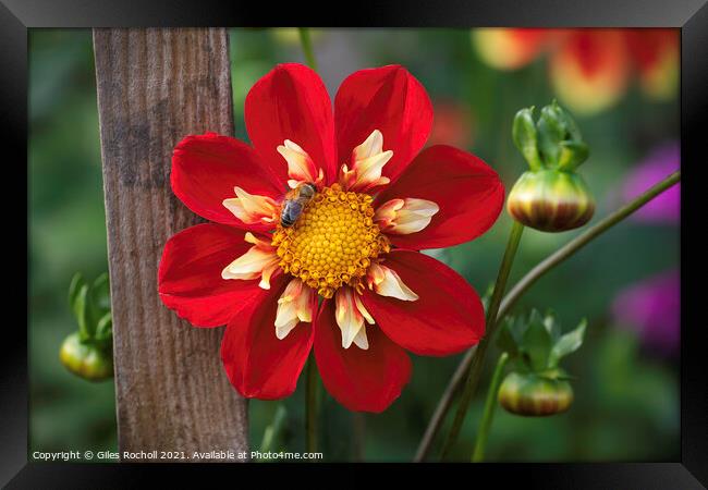 Bee and Dahlia Red Flower Framed Print by Giles Rocholl