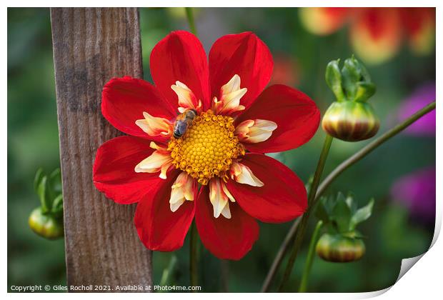 Bee and Dahlia Red Flower Print by Giles Rocholl