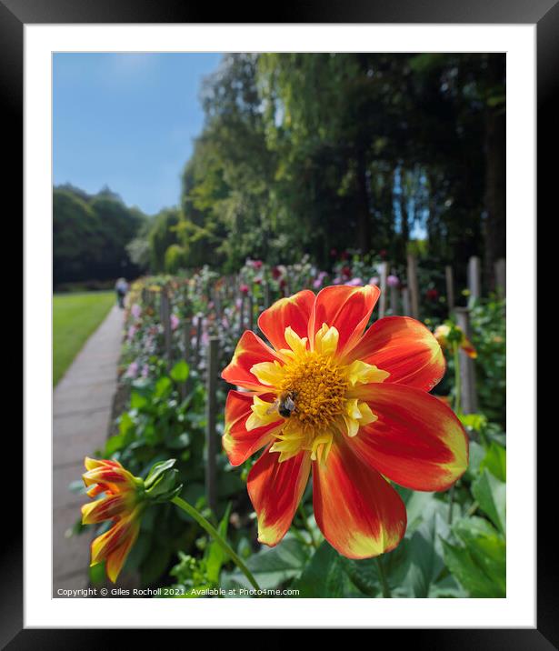 Bee and Dahlia Red and Yellow Flower Framed Mounted Print by Giles Rocholl