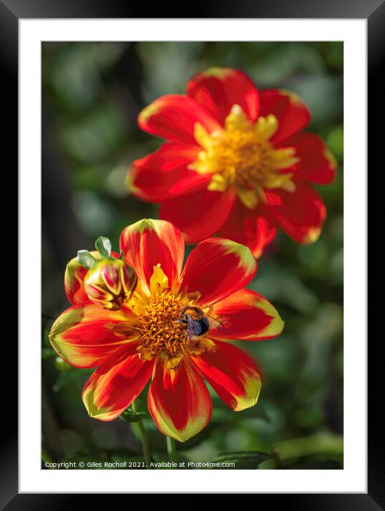 Red and Yellow flowers with Bee Dahlias Framed Mounted Print by Giles Rocholl