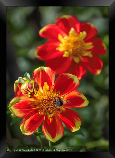 Red and Yellow flowers with Bee Dahlias Framed Print by Giles Rocholl
