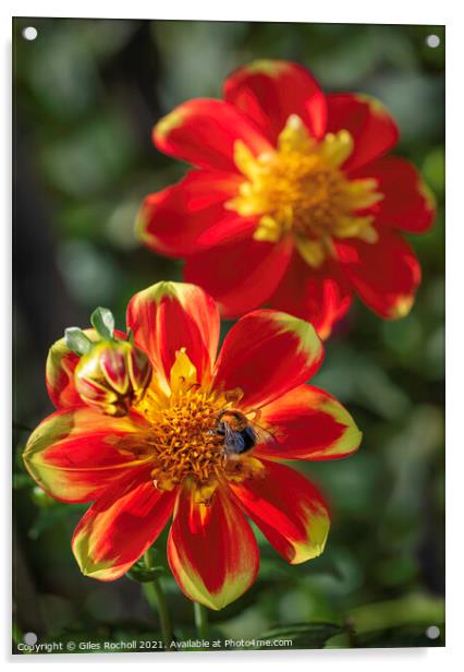 Red and Yellow flowers with Bee Dahlias Acrylic by Giles Rocholl