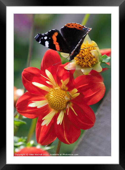 Red and Yellow Dahlia Flower and butterfly Framed Mounted Print by Giles Rocholl