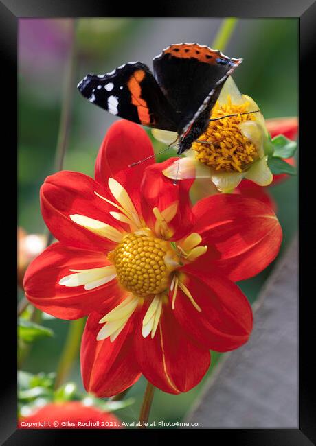Red and Yellow Dahlia Flower and butterfly Framed Print by Giles Rocholl