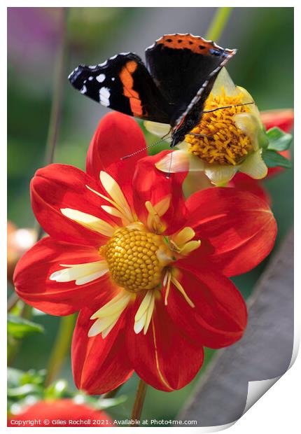 Red and Yellow Dahlia Flower and butterfly Print by Giles Rocholl