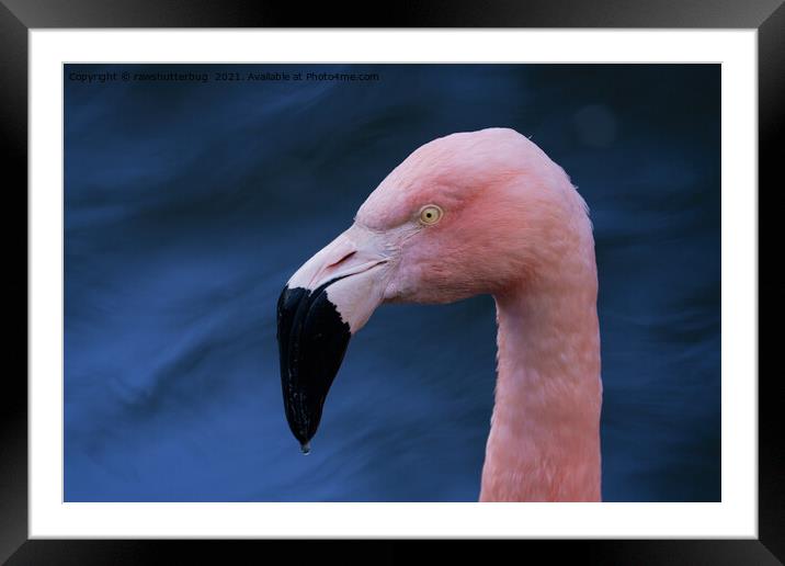 Flamingo  Framed Mounted Print by rawshutterbug 