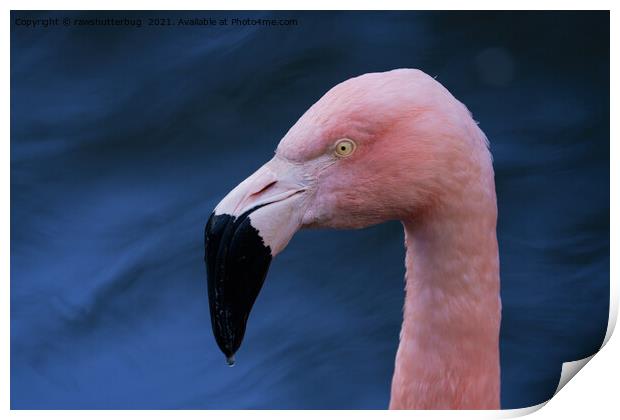 Flamingo  Print by rawshutterbug 