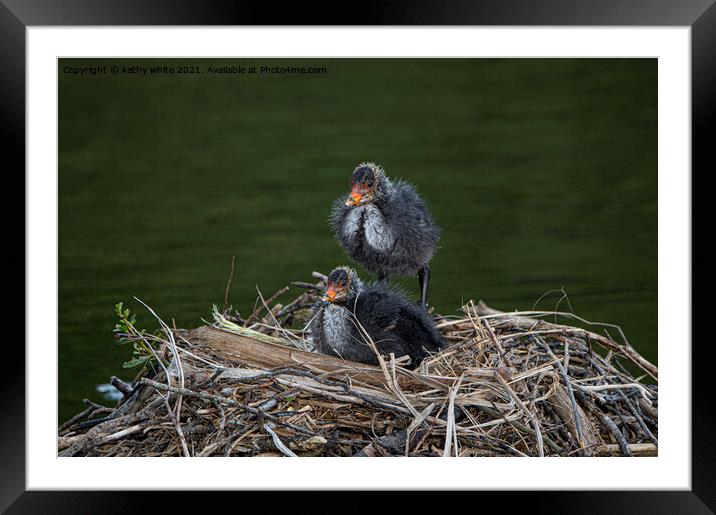 Baby Coots on the nest Framed Mounted Print by kathy white