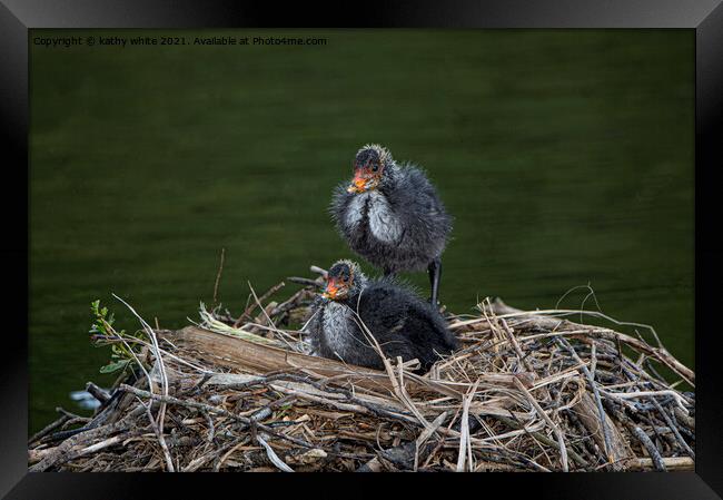 Baby Coots on the nest Framed Print by kathy white