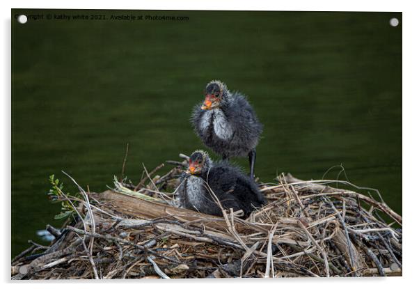 Baby Coots on the nest Acrylic by kathy white