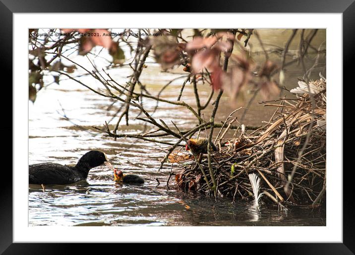 Feed Me,Coot and chick Framed Mounted Print by kathy white