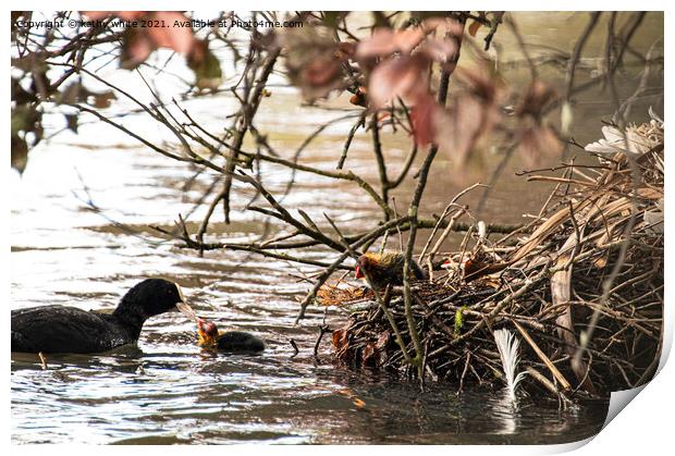 Feed Me,Coot and chick Print by kathy white