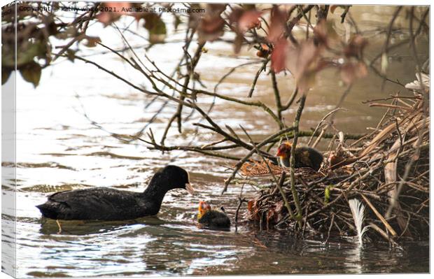 coots nest with baby coot Canvas Print by kathy white