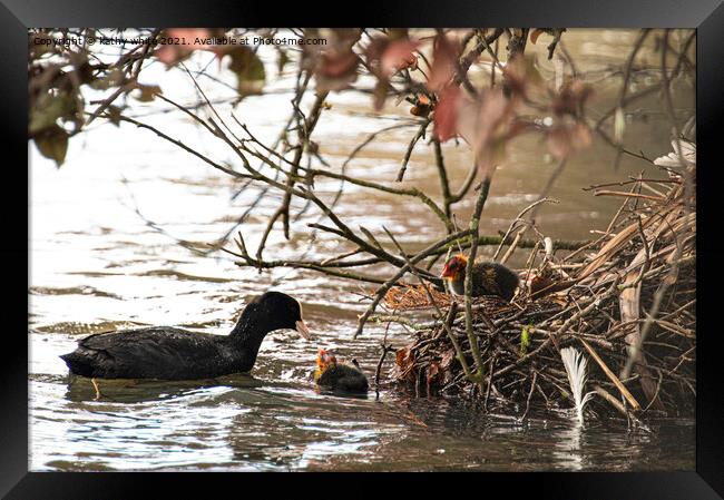 coots nest with baby coot Framed Print by kathy white