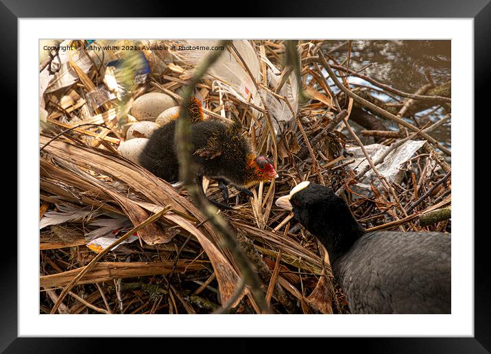 coot nest with baby coot Framed Mounted Print by kathy white