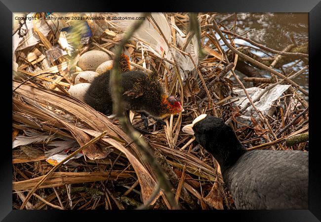 coot nest with baby coot Framed Print by kathy white
