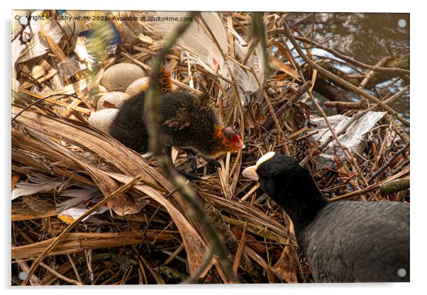 coot nest with baby coot Acrylic by kathy white
