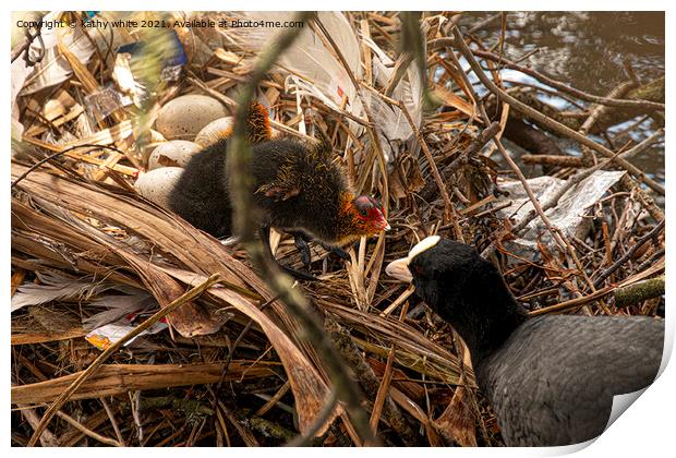 coot nest with baby coot Print by kathy white
