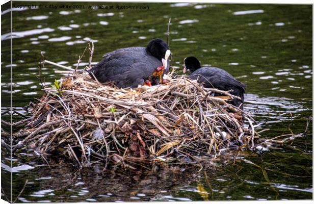 Mum and dad Coot with babies Canvas Print by kathy white