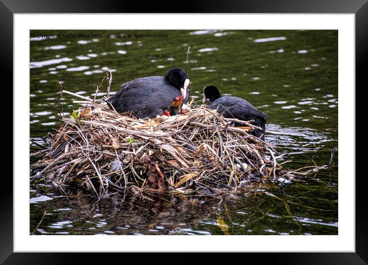 Mum and dad Coot with babies Framed Mounted Print by kathy white