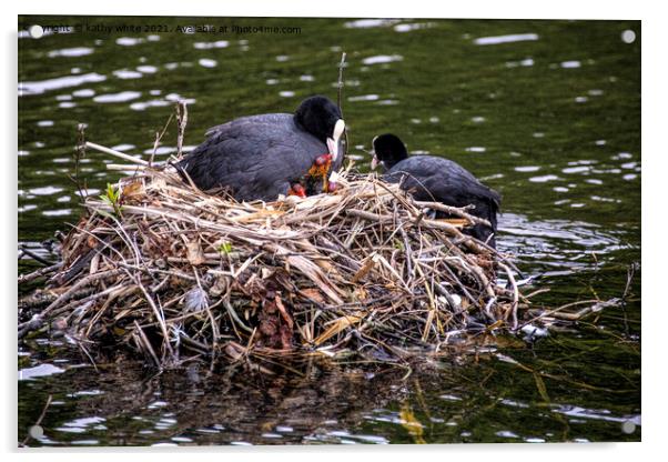 Mum and dad Coot with babies Acrylic by kathy white